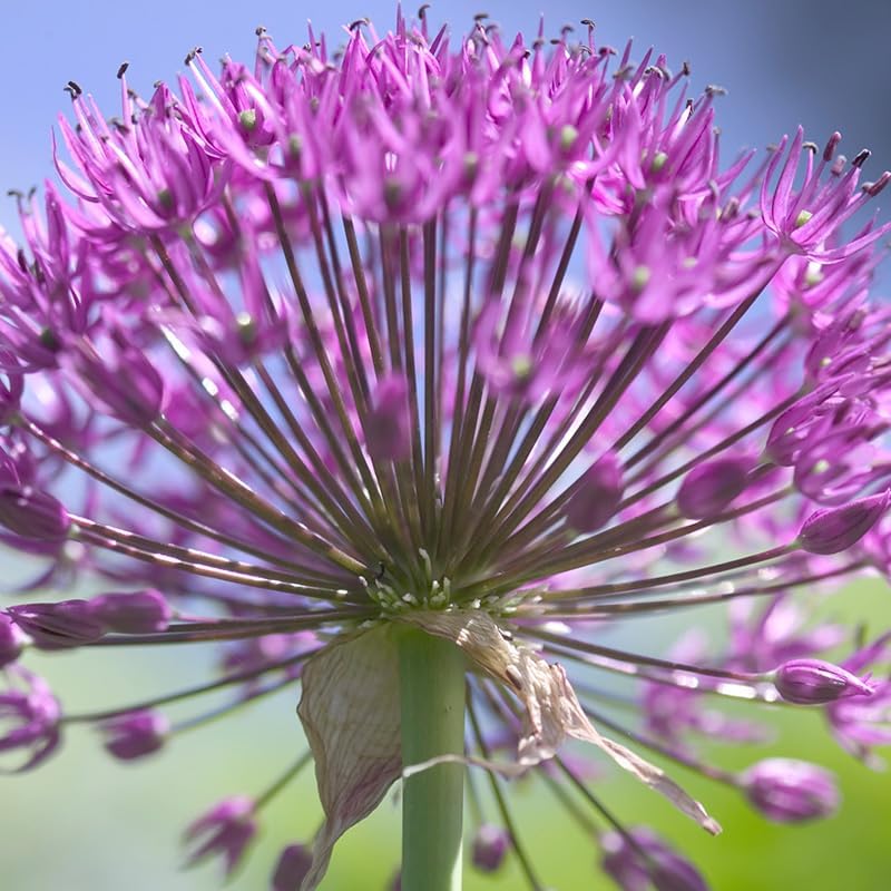 Purple Sensation Allium - Allium aflatuense Flower Bulbs - 5 Bulbs per Pack - Attracts Butterflies and Hummingbirds - Deer Resistant - Good as Cut Flowers - Perennializing - Easy to Grow Live Plants