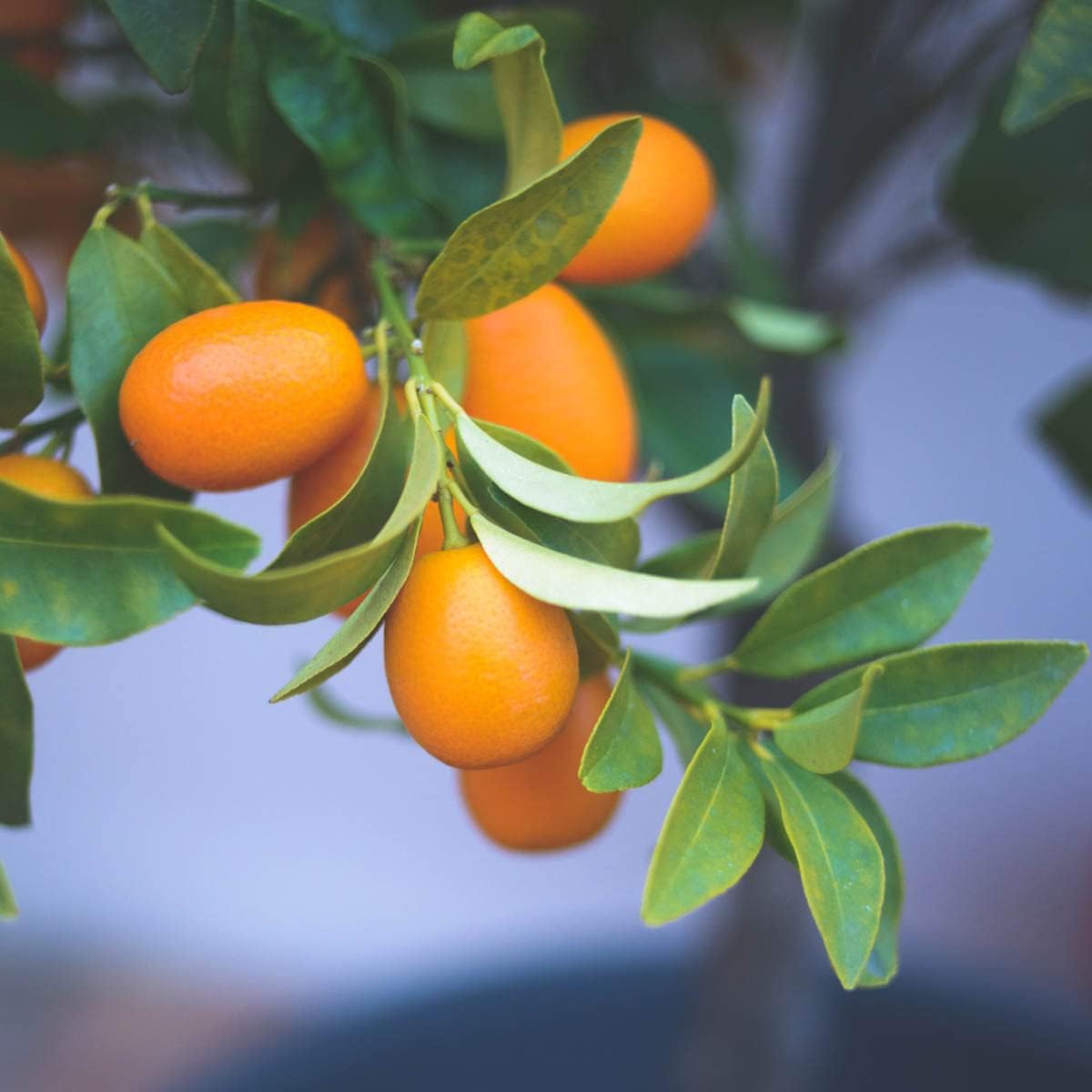 Direct Gardening Cleopatra Dwarf Mandarin Orange Tropical Citrus Starter Tree-Can't Ship to AZ,CA,FL,LA,SC or TX