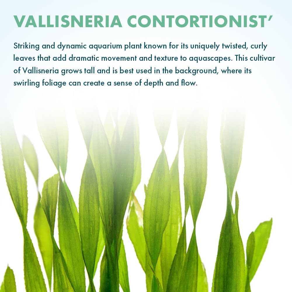 Live Plant - Tall Grass, Corkscrew Vallisneria - Easy Care, Moderate to High Light, Bright Green Accent, Freshwater Aquatic Plant for Aquascaping - Lead Bunch