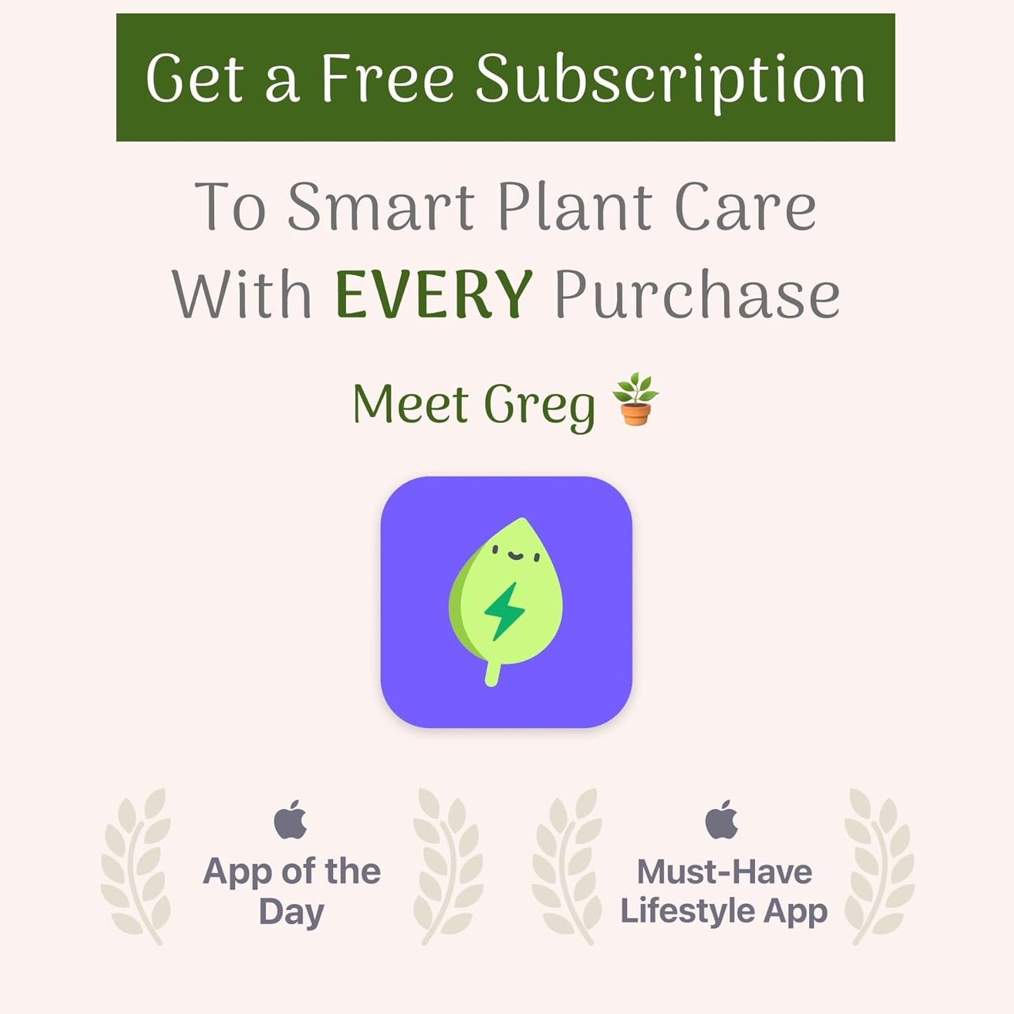 American Plant Exchange Arabica Coffee Live Plant, 4-Inch Pot, Fruiting Indoor Houseplant, Easy Care, Shiney Green Foliage