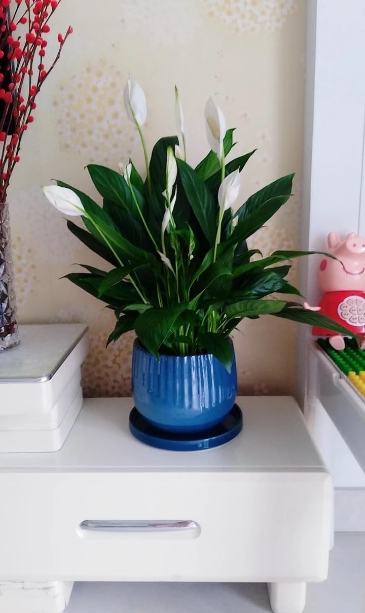 2 Pack Ceramic Plant Saucer Pot Tray 8 Inch, Planter Saucers 4 5 6 7 8 9 10 11 12 Inch for Indoors Outdoor, Durable Sturdy Flower Drainage Tray for Glazed Pots Base (8.5 Inch Blue)