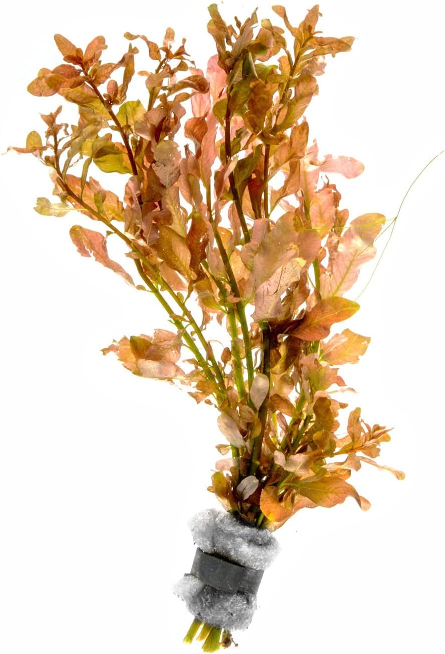 Live Aquarium Stem Plants - Freshwater Aquatic Plant for Fish Tanks, Aquascaping - (Needle Leaf Ludwigia Arcuata, 1 Bunch)