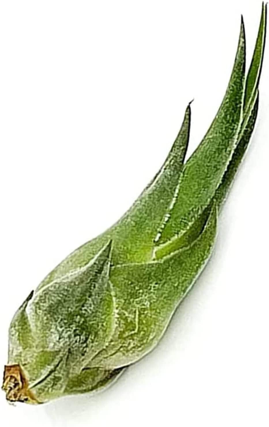 Air Plants - Tillandsia Seleriana, Large 4-6" - 5ct - Live Arrival Guaranteed - House Plants for Home Decor & Gift