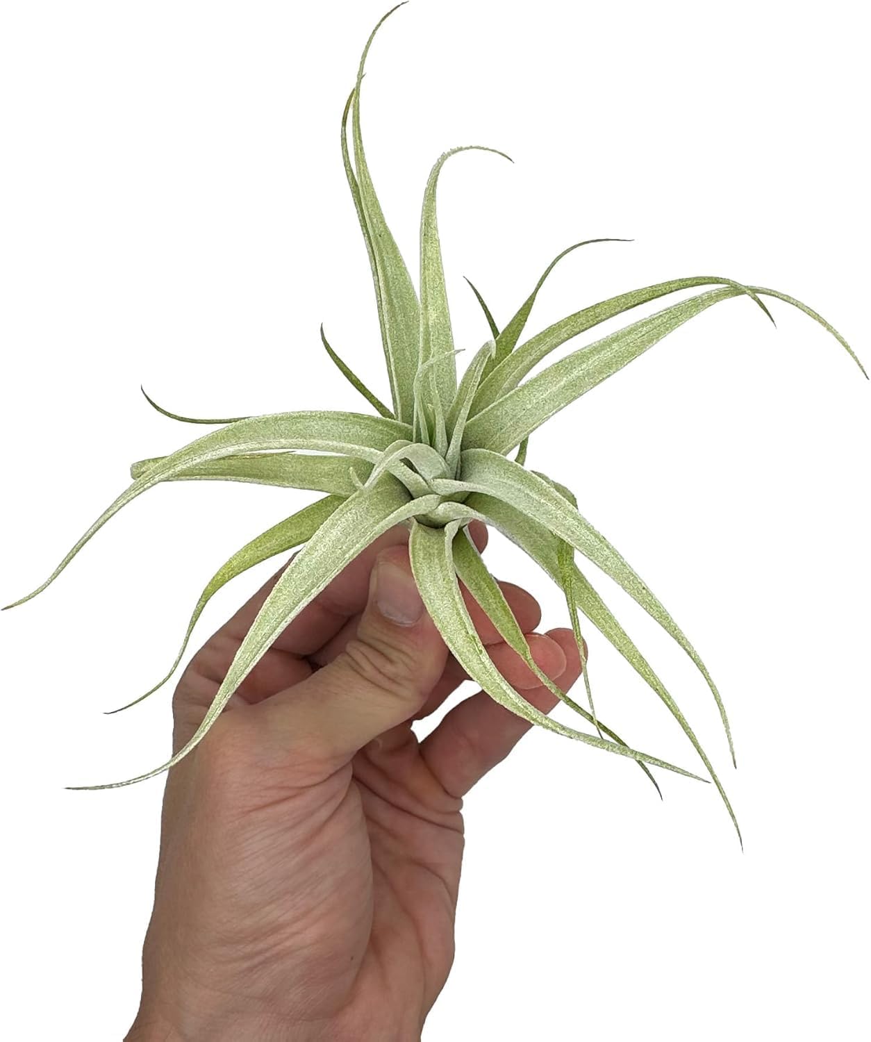 Live Air Plants - Tillandsia Albida 3-5" - 3ct – ragnaroc Live Indoor Plant - Live Arrival Guaranteed - House Plants for Home Decor & Gift