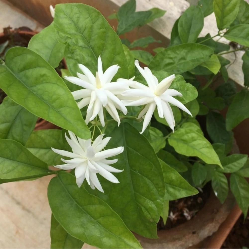 Jasmine Plants Live, Arabian Jasmine Plant Indoor, Fragrant Jasmines Flowers 4 to 7 Inch (Tropical Double)
