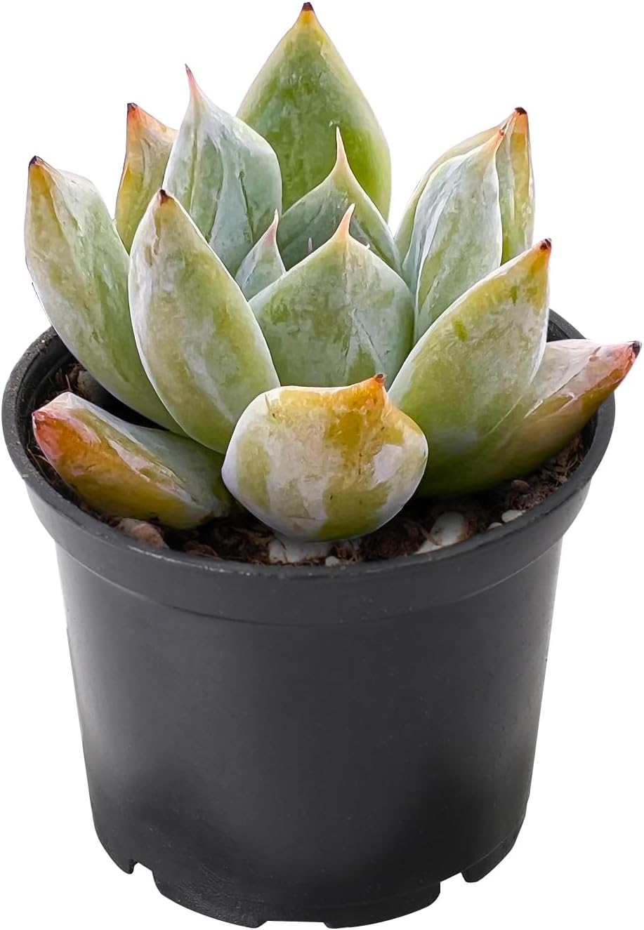THE NEXT GARDENER.COM 2" Rare Succulent Echeveria Colorata x Laui, Live Succulents Plants Fully Rooted in Grower Pots, Unique Gift for Wedding Favor, Party Favor