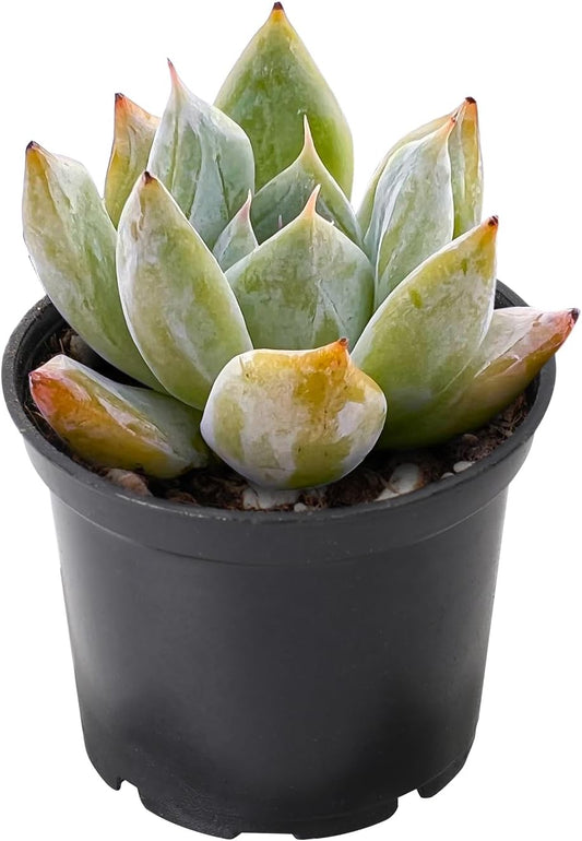 THE NEXT GARDENER.COM 2" Rare Succulent Echeveria Colorata x Laui, Live Succulents Plants Fully Rooted in Grower Pots, Unique Gift for Wedding Favor, Party Favor