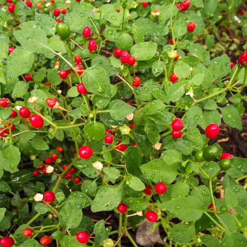 Chiltepin Pepper Live Plants, Set 2 Hot Chile Chiltepin Pepper Plants Live, Tepin Chili Pepper Plants, 7-9 Inc Tall for Planting, 120 Days Old