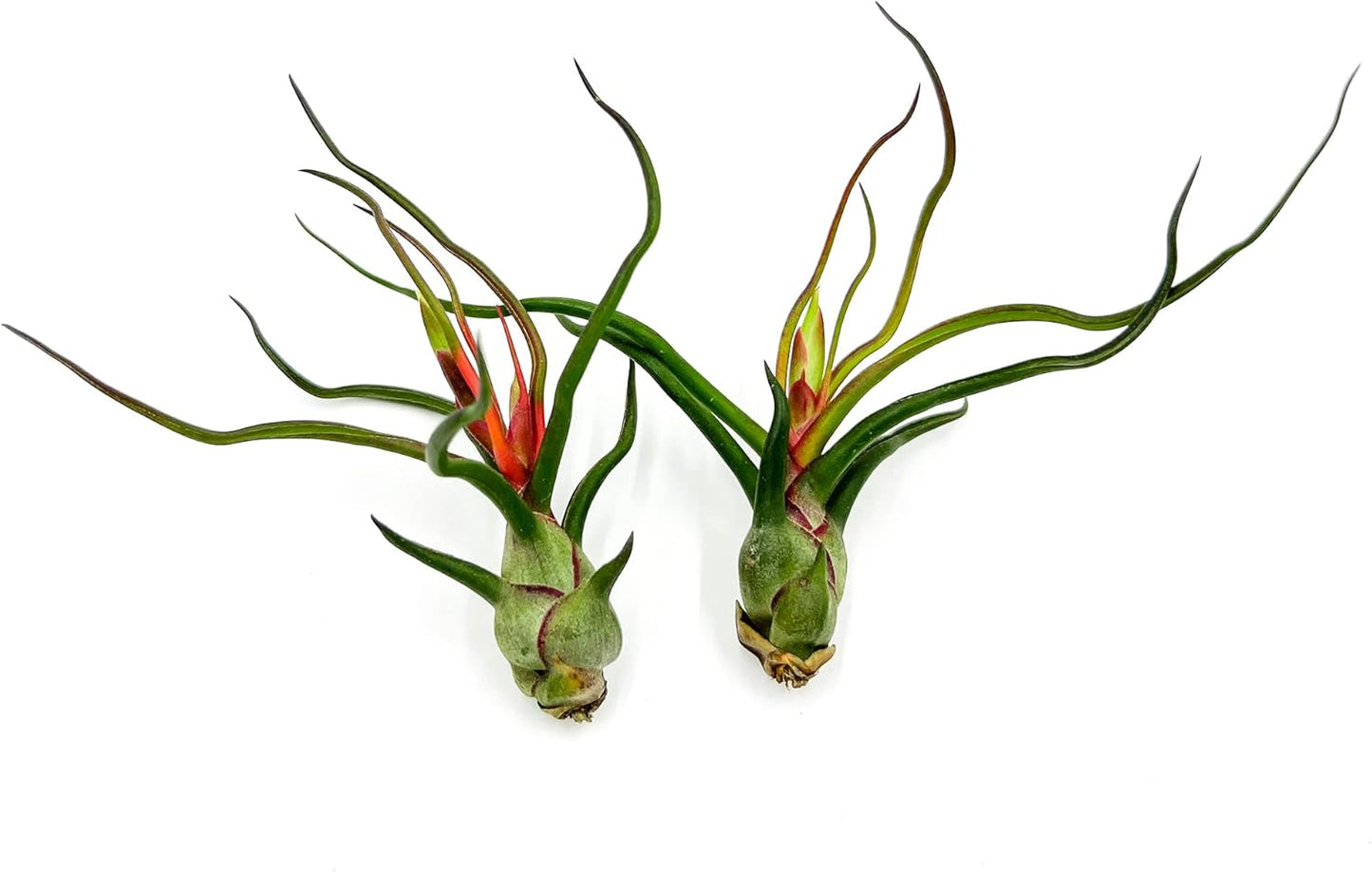 Air Plants - Flowering Tillandsia Bulbosa Guatemala, Large 3-5" - 2ct - Live Arrival Guaranteed - House Plants for Home Decor & Gift