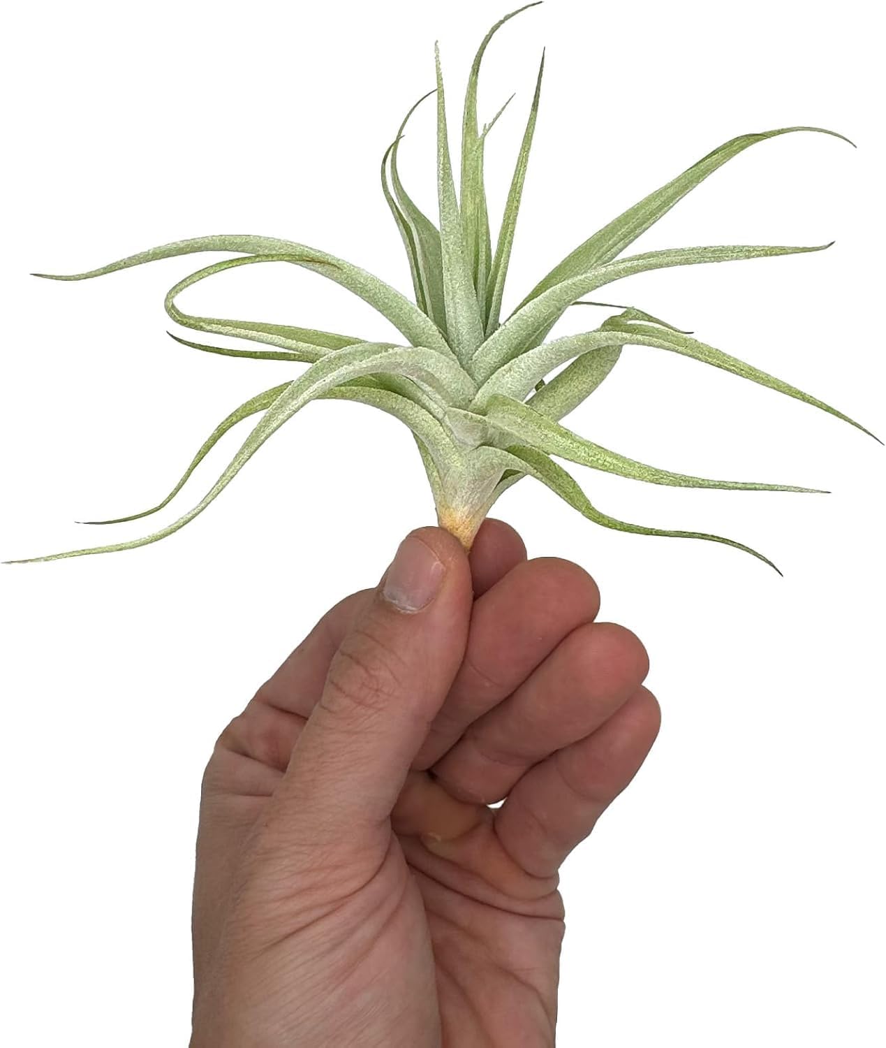 Live Air Plants - Tillandsia Albida 3-5" - 3ct – ragnaroc Live Indoor Plant - Live Arrival Guaranteed - House Plants for Home Decor & Gift