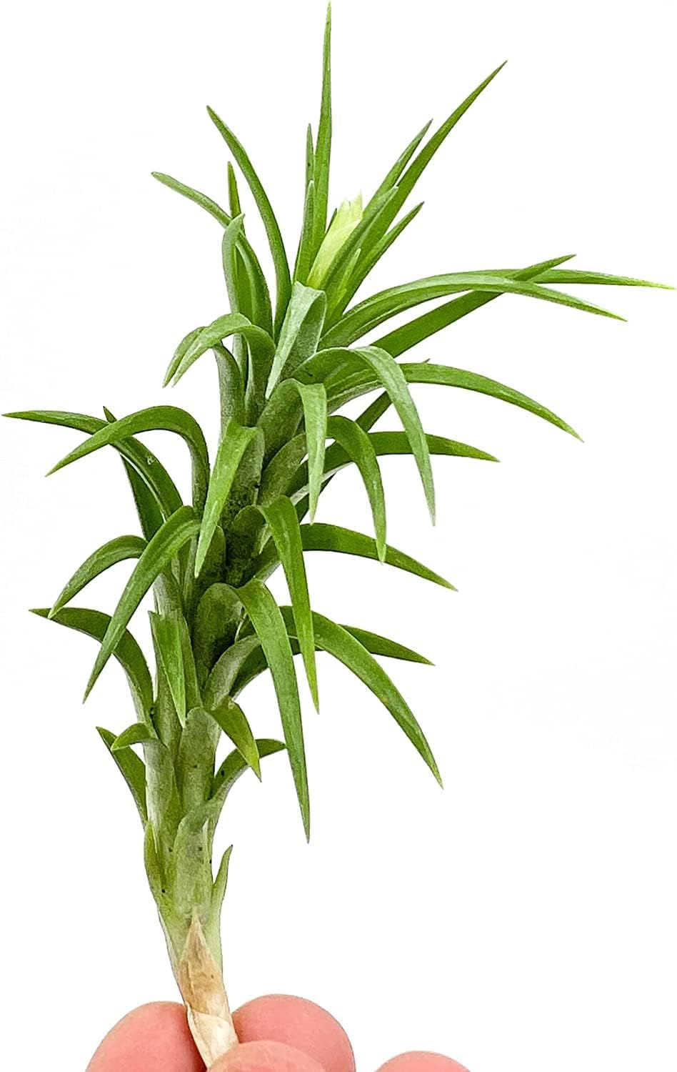 Live Air Plants – Tillandsia Araujei, Large 5” – 3ct – Live Arrival Guaranteed – House Plants for Home Décor & Gift