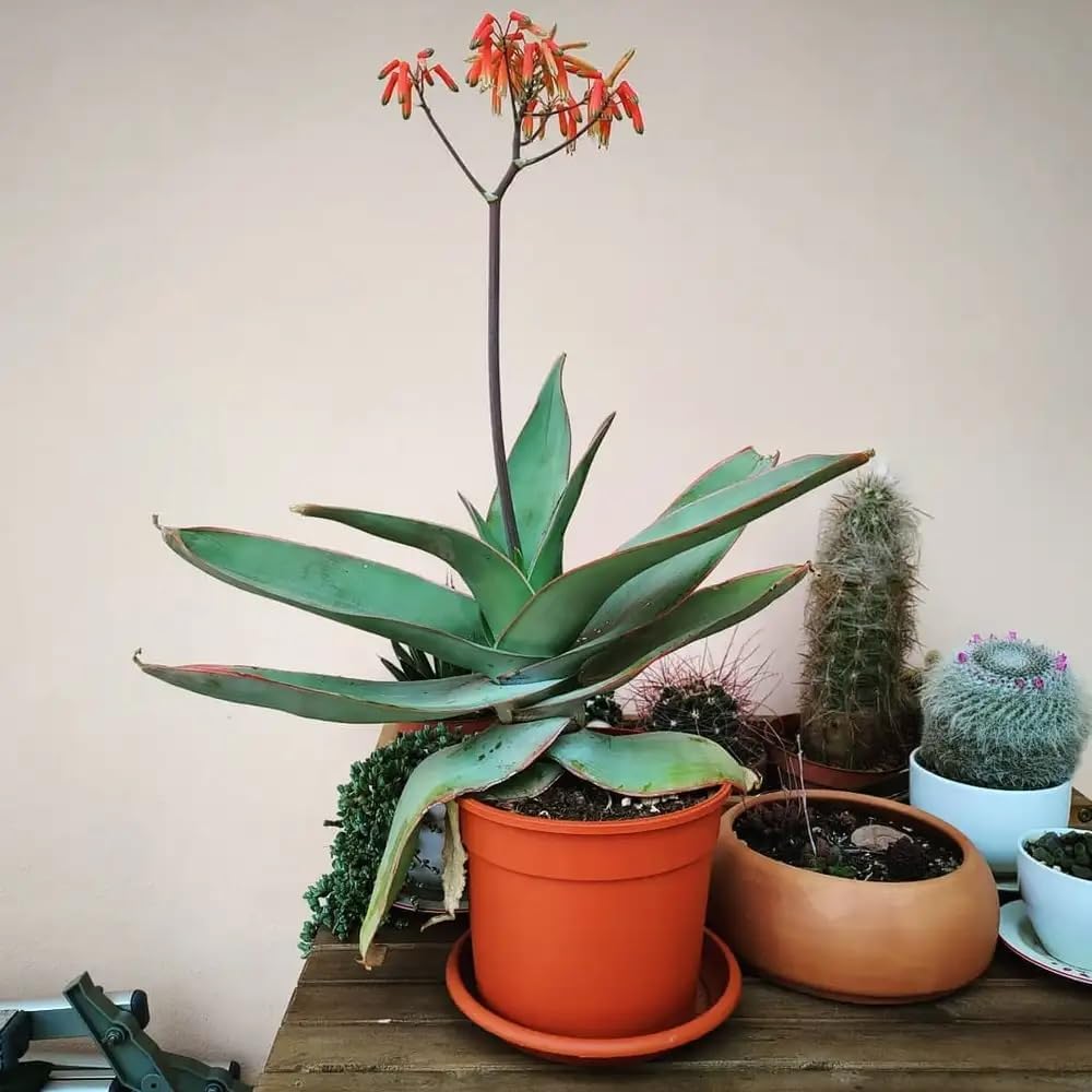 Coral Aloe Plants (Aloe striata) - Live Succulent with Striking Pink Edges and Smooth, Flat Leaves for Indoor/Outdoor Gardening (2 Coral Aloe sacs)