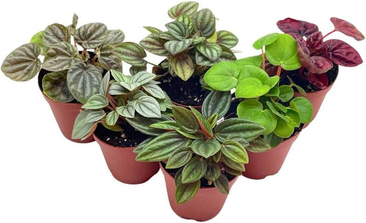 BubbleBlooms Peperomia Assortment, 6 Different peperomias in 2 inch pots Grower's Choice