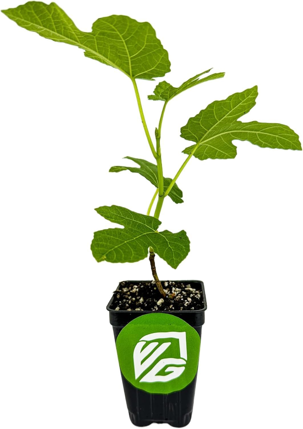 Celeste Fig Tree Live Plant - Honey/Sugar Fig - Ficus carica by Wellspring Gardens - Starter Plant Ideal for Gardens & Containers - Great for Indoor Houseplants, Outdoor Landscaping & Garden Planting