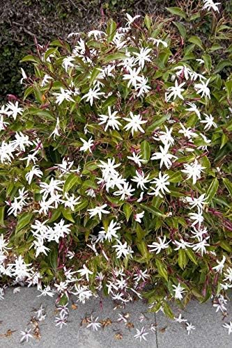 Star Jasmine - 30 Live Plants - Jasminum Nitidum - Fragrant Blooming Evergreen Vine