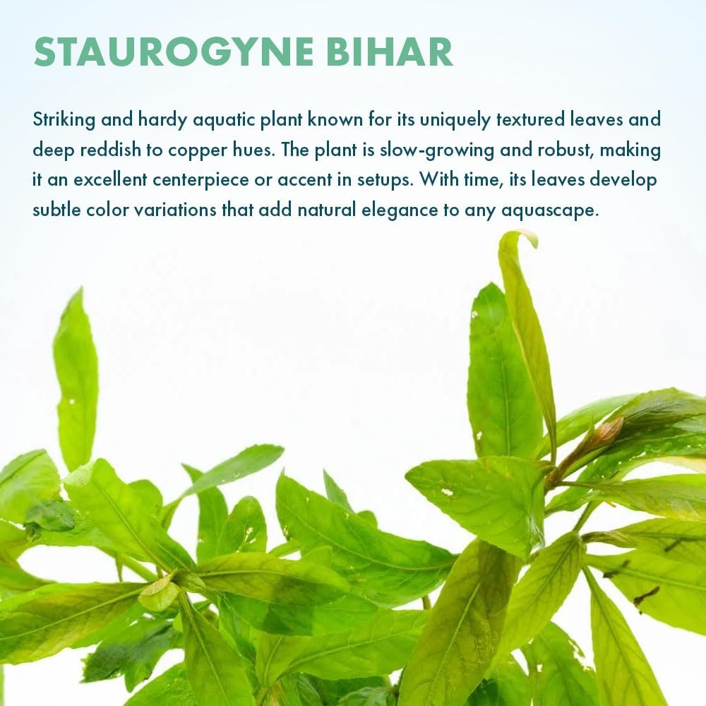 Live Plants - Staurogyne Bihar (Staurogyne sp. Bihar) - Moderate to High Light Aquarium Display, Olive Green Accent, Foreground to Midground Aquascaping - Pot