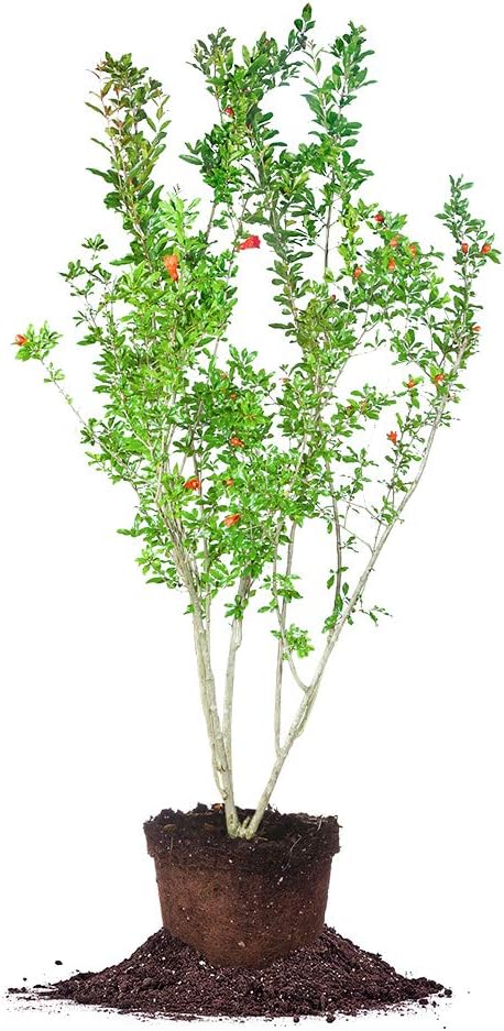 Wonderful Pomegranate 2 Gallon