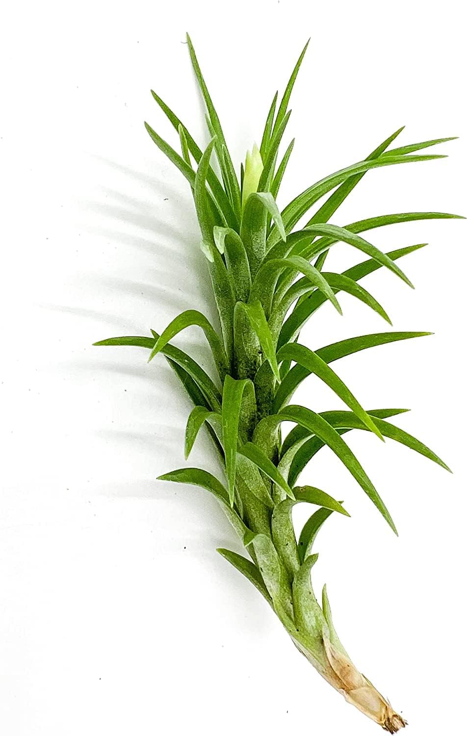 Live Air Plants – Tillandsia Araujei, Large 5” – 3ct – Live Arrival Guaranteed – House Plants for Home Décor & Gift