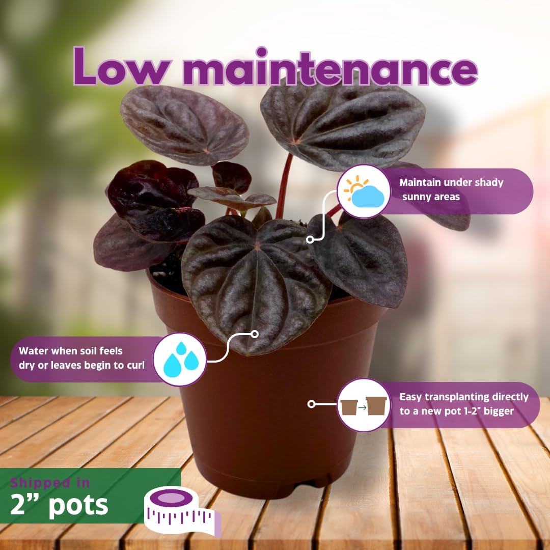 BubbleBlooms Peperomia Assortment, 6 Different peperomias in 2 inch pots Grower's Choice