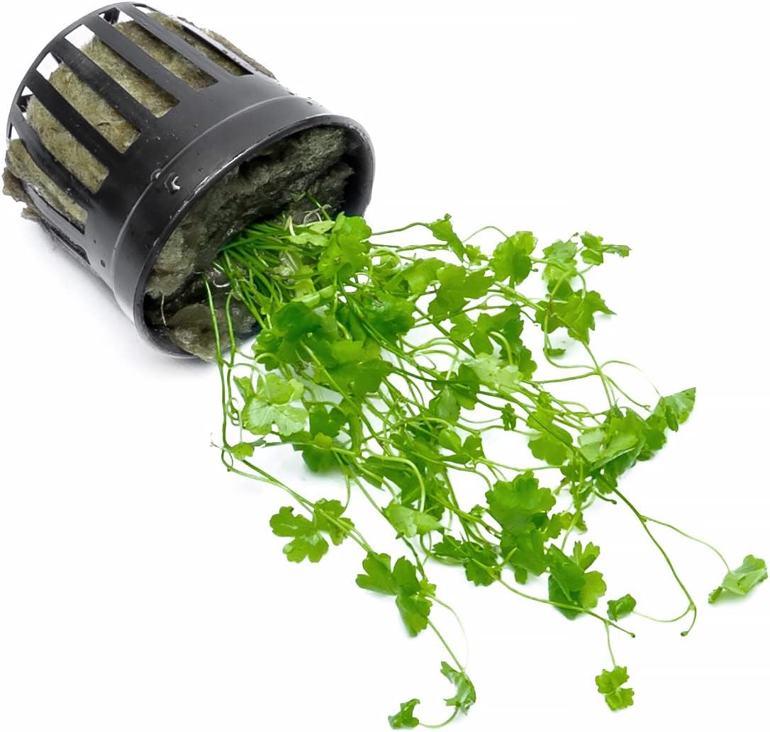 Live Aquarium Stem Plants - Freshwater Aquatic Plant for Fish Tanks, Aquascaping - (Cyperus Helferi, 4 Bunches)