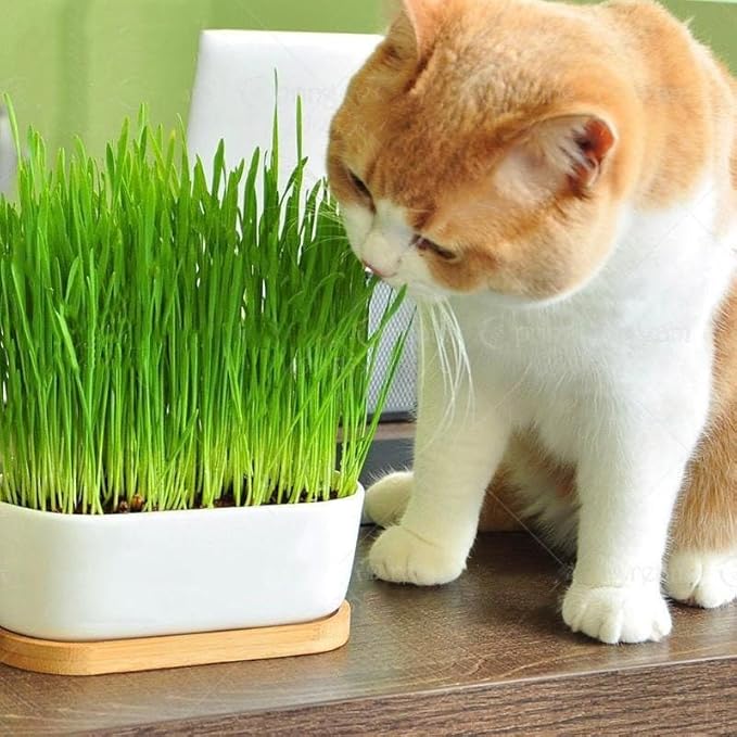 Cat Grass Potting Mix - Watch Your Cat Thrive with This Nourishing and Entertaining Treat - 20 QUARTS