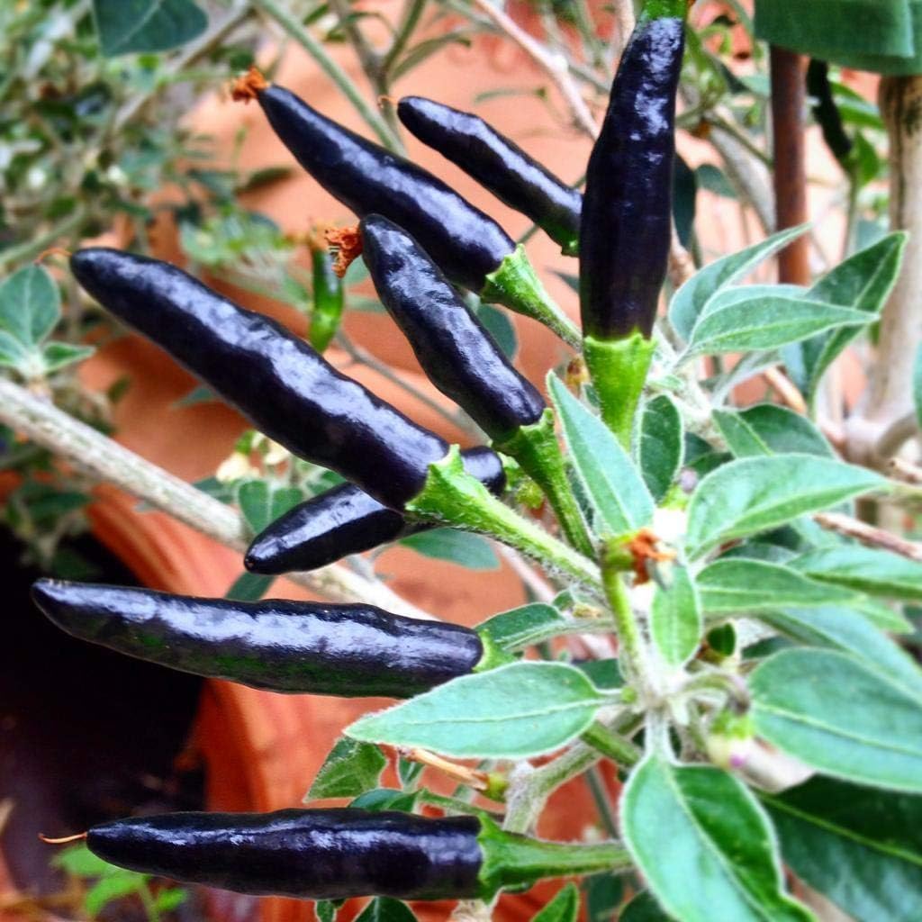 Premium Black Cobra Pepper (Capsicum Annuum) - Rare & Exotic Hot Chili Pepper, Perfect for Home Gardening and Gourmet Cooking (2 bkcbr pep Bags)