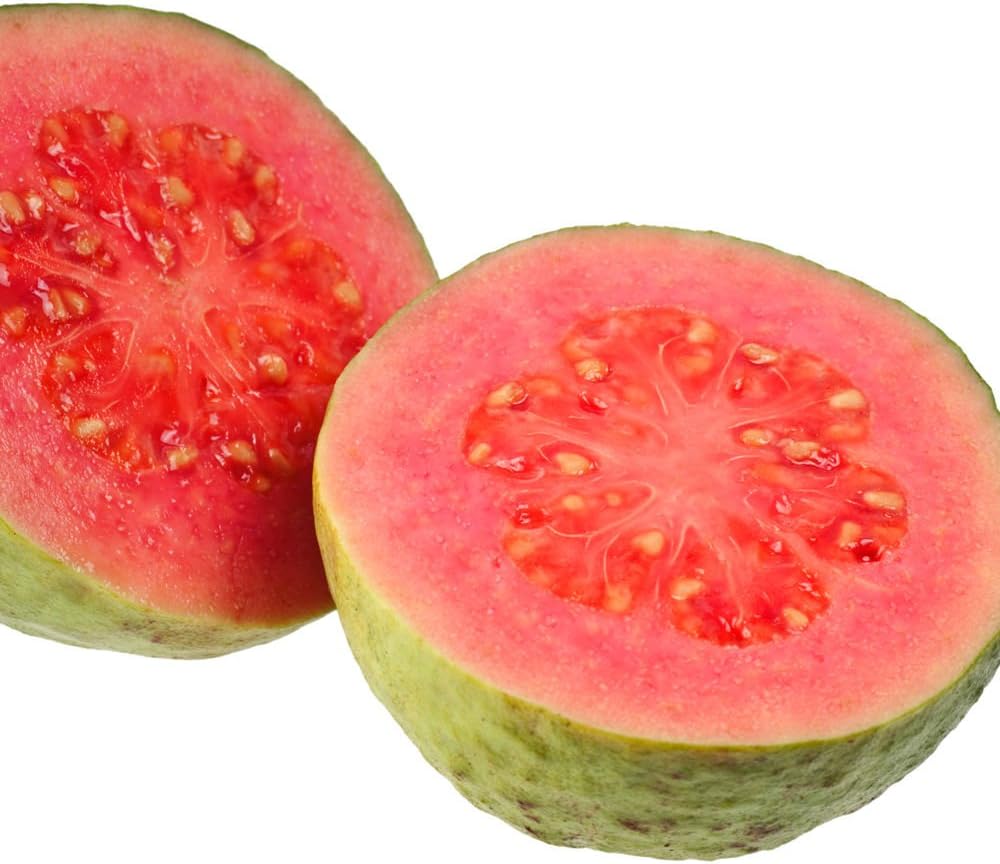 Barbie Pink Guava Tree Live Plant - Psidium guajava by Wellspring Gardens - Tropical Plant Ideal for Gardening and Planting, Fruit Trees Live Plants Outdoor, Grow Delicious Fruit Right at Home