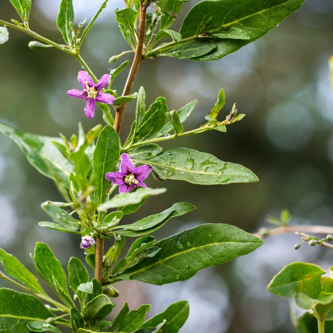 Goji Berry (Wolfberry) Plants (4 Pack) –Rare Berry Variety, Cold-Hardy to -10°F, Drought-Tolerant, Self-Fertile Yielding Sweet Red Berries Live Starter Plants for Planting
