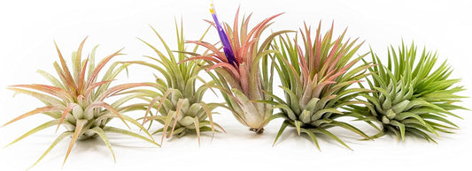 12 Pack Air Plants Ionantha Mexican-Colors and Shape Varies Due to Seasonality-Live Tillandsia Succulent for House Air Plants Holder-Available in Wholesale and Bulk-Easy Care Indoor and Outdoor Plants