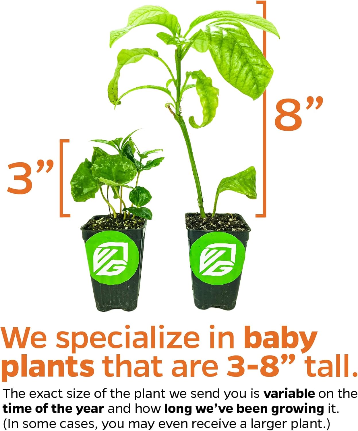 Alachua Muscadine Grape Vine - Vitis rotundifolia - Wellspring Gardens Starter Plant - Live Plant for Outdoor Gardens - Vigorous Grapevine Plants - Ideal for Fruit Gardening in Patio and Garden