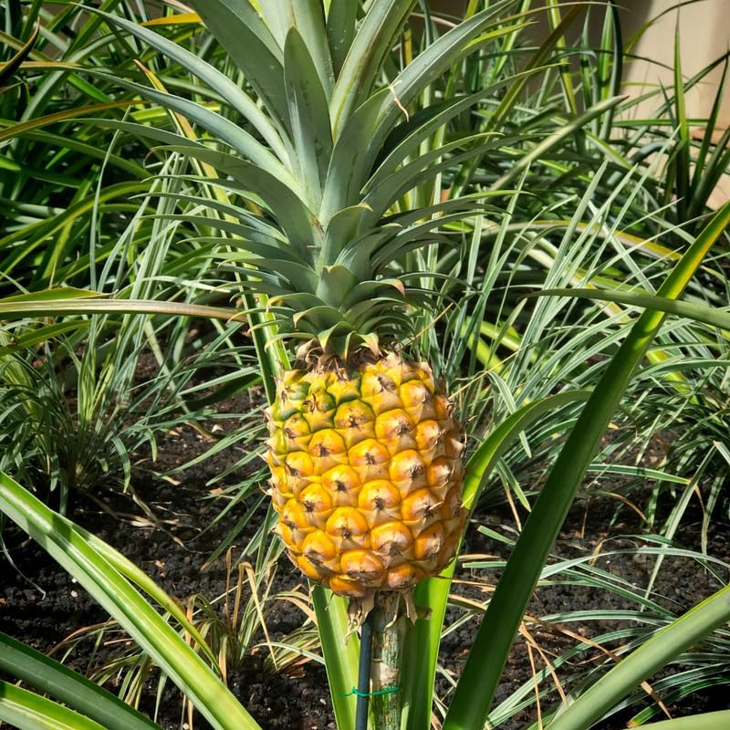 Gold Pineapple Plant Live for Planting 5 to 8 Inch Tall, Sweet Pineapple Fruit Tree Live Plant, Pineapple Seedling