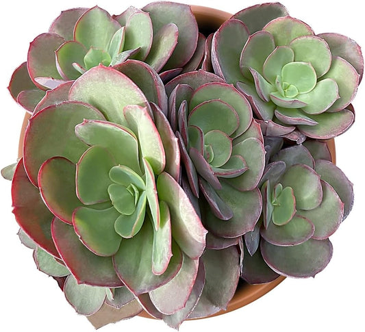 Live Succulent Plants Echeveria 'Suyon', Easy Care Potted Succulents, Approx 4" D x 4" H, Indoor Houseplant, Unique Gifts, Home Office Décor