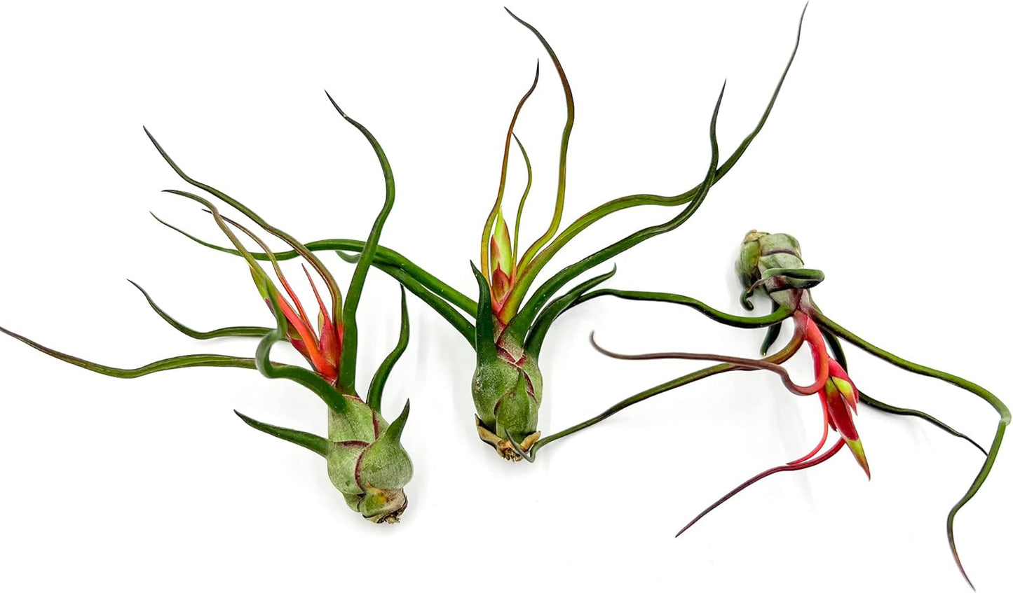 Air Plants - Flowering Tillandsia Bulbosa Guatemala, Large 3-5" - 3ct - Live Arrival Guaranteed - House Plants for Home Decor & Gift