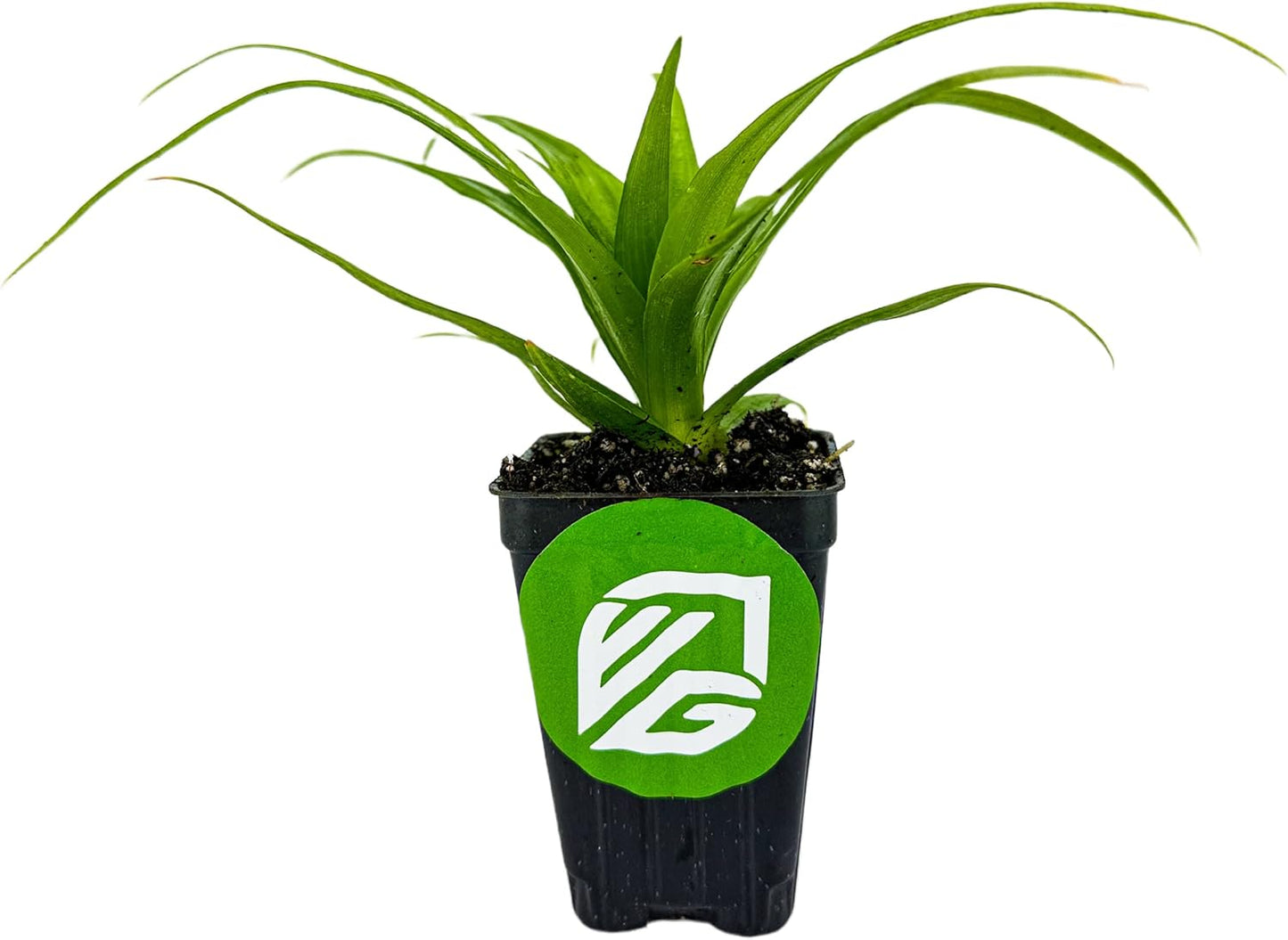 White Jade Pineapple Live Plant - Ananas Comosus - Wellspring Gardens Starter Plant - Ideal Pineapple Plant Live Easy to Grow Starter Plant Great for Outdoor and Patio Planting Growth Potential