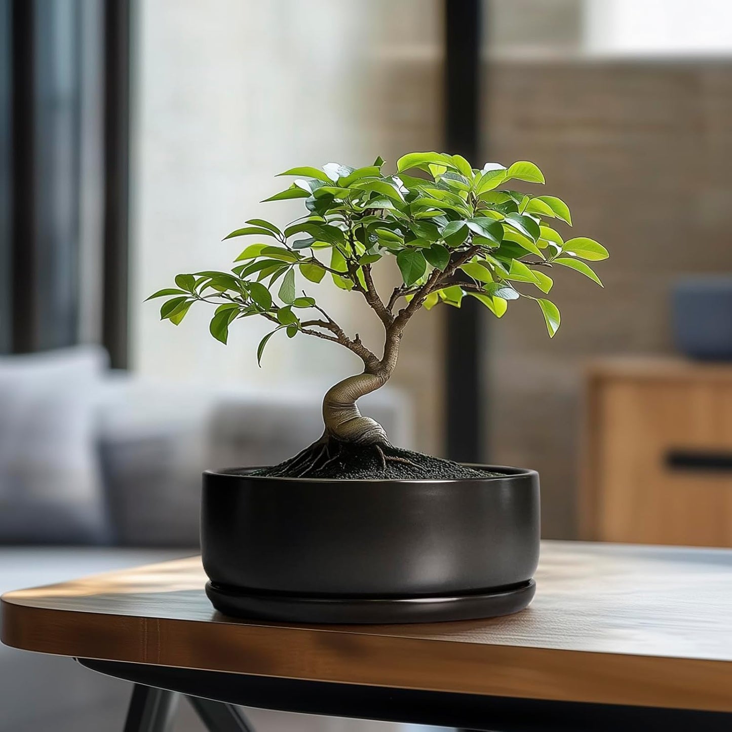 SQOWL Bonsai Pots - 8 Inch Ceramic Plant Pots for Succulents, Round Indoor Planter with Drainage Hole and Saucer, Shallow Modern Planter Bowl, Room Decor, Black