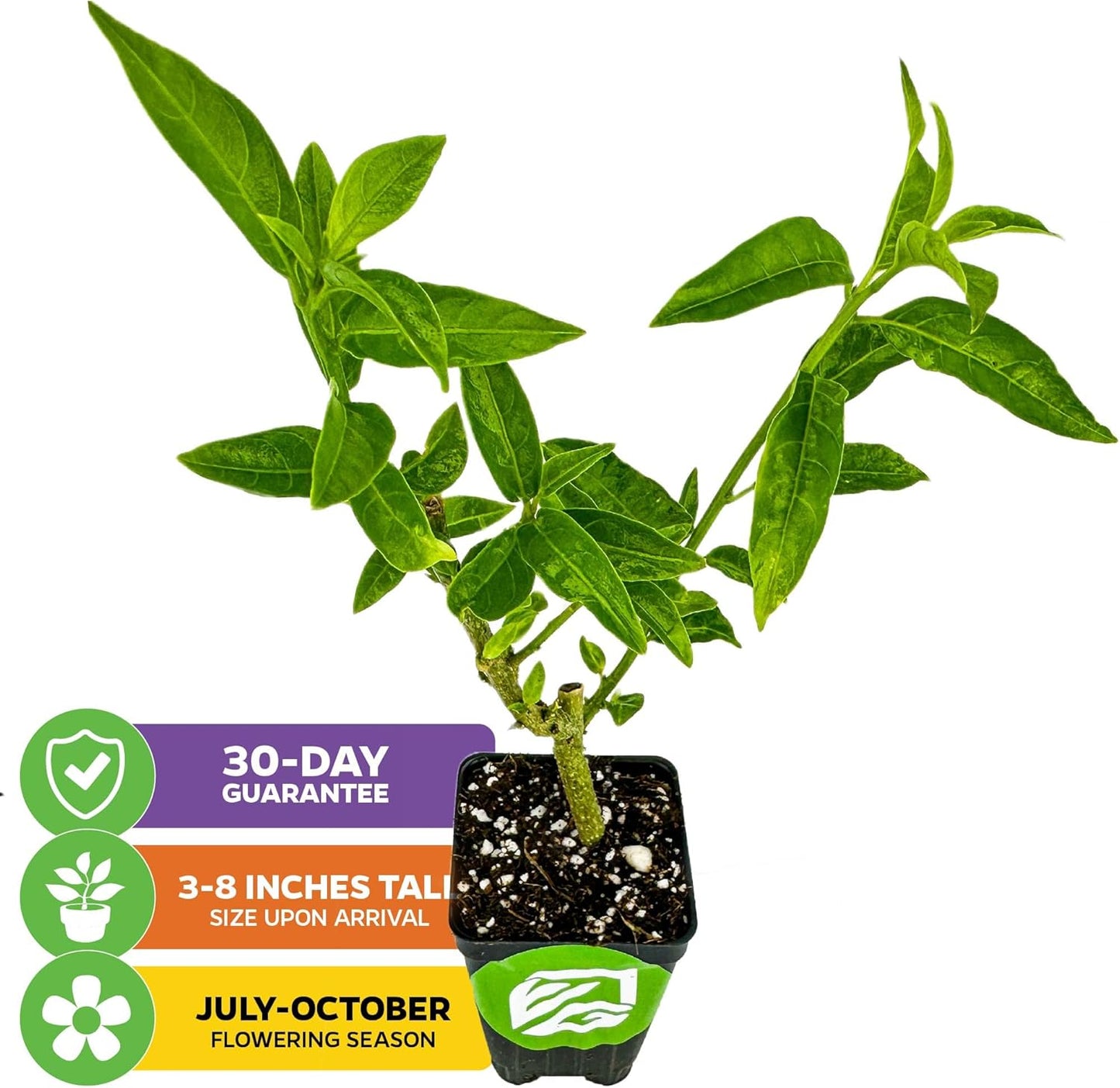 Night Blooming Jasmine Live Plant - Cestrum nocturnum - Wellspring Gardens Starter Plant