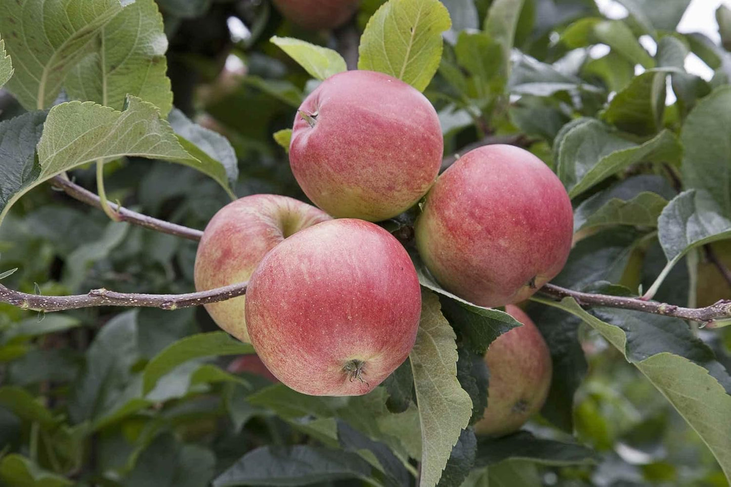TriStar Plants - Gala Apple Tree - 1 Gallon - Healthy Established Roots, Semi Dwarf Apple Tree, Easy Care Orchard