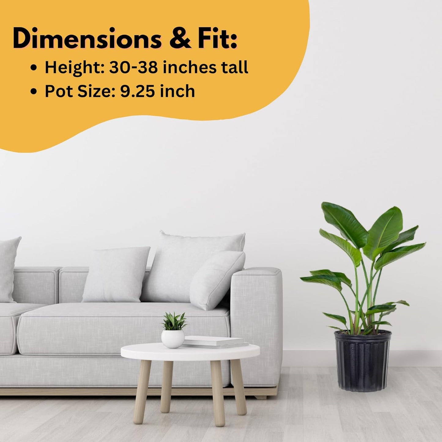 United Nursery White Bird of Paradise – Strelitzia Nicolai in 10” Grower Pot – 32–36 Inches Tall – Large Tropical Indoor Plant – Easy-Care Air-Purifying Floor Plant for Home or Office