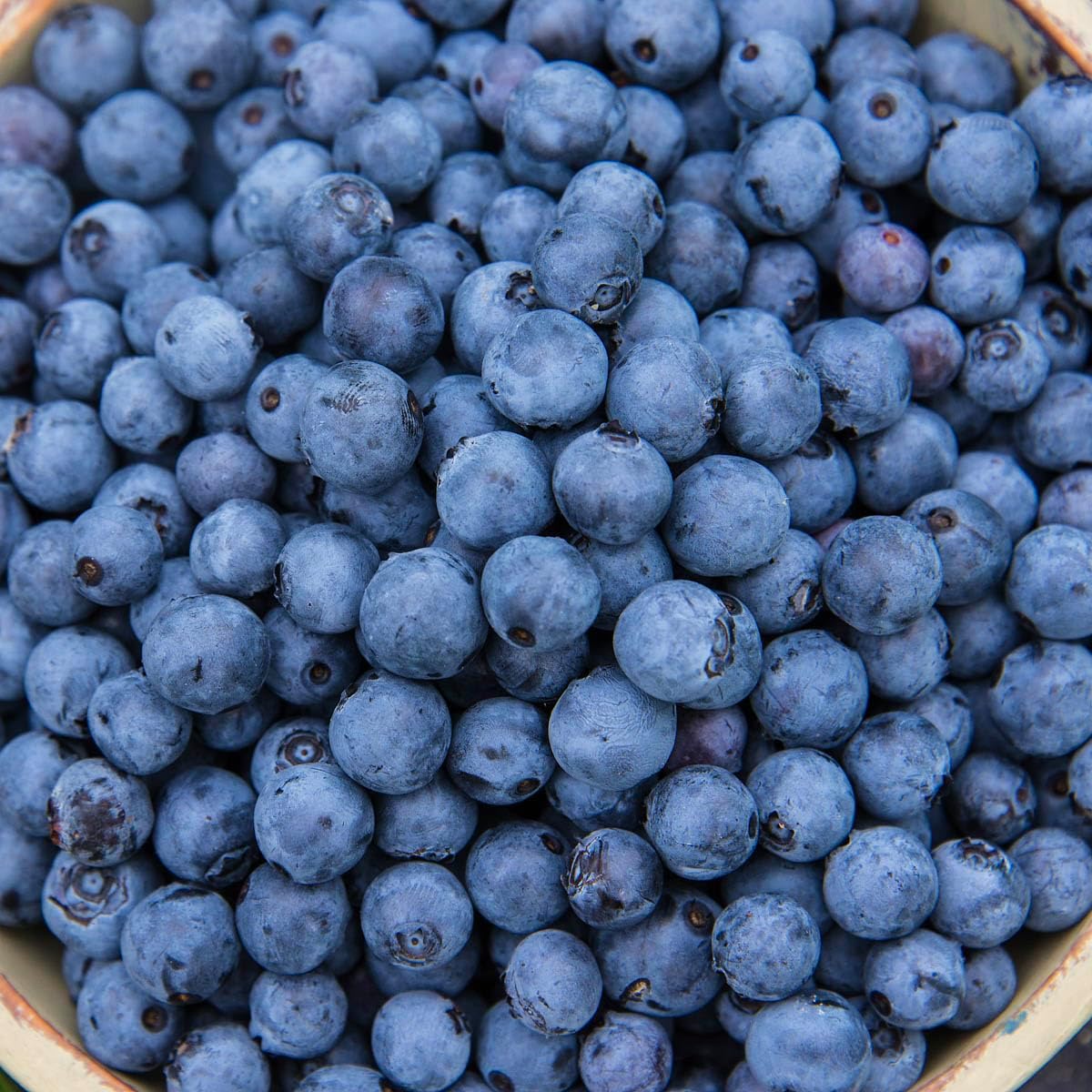 Direct Gardening Mini Blues Blueberry Bush Starter Plant, 1 per Offer-Can't Ship to CA, GA, MI, OR or WA