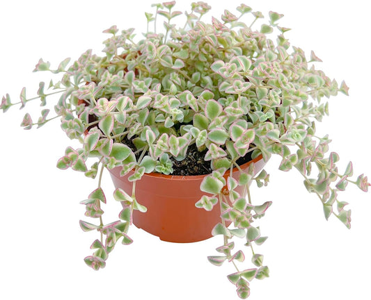 Live Succulent Plants Sedum Little Missy Variegated, Easy Care Potted Succulents, Approx 4" D x 4" H, Indoor Houseplant, Unique Gifts, Home Office Décor