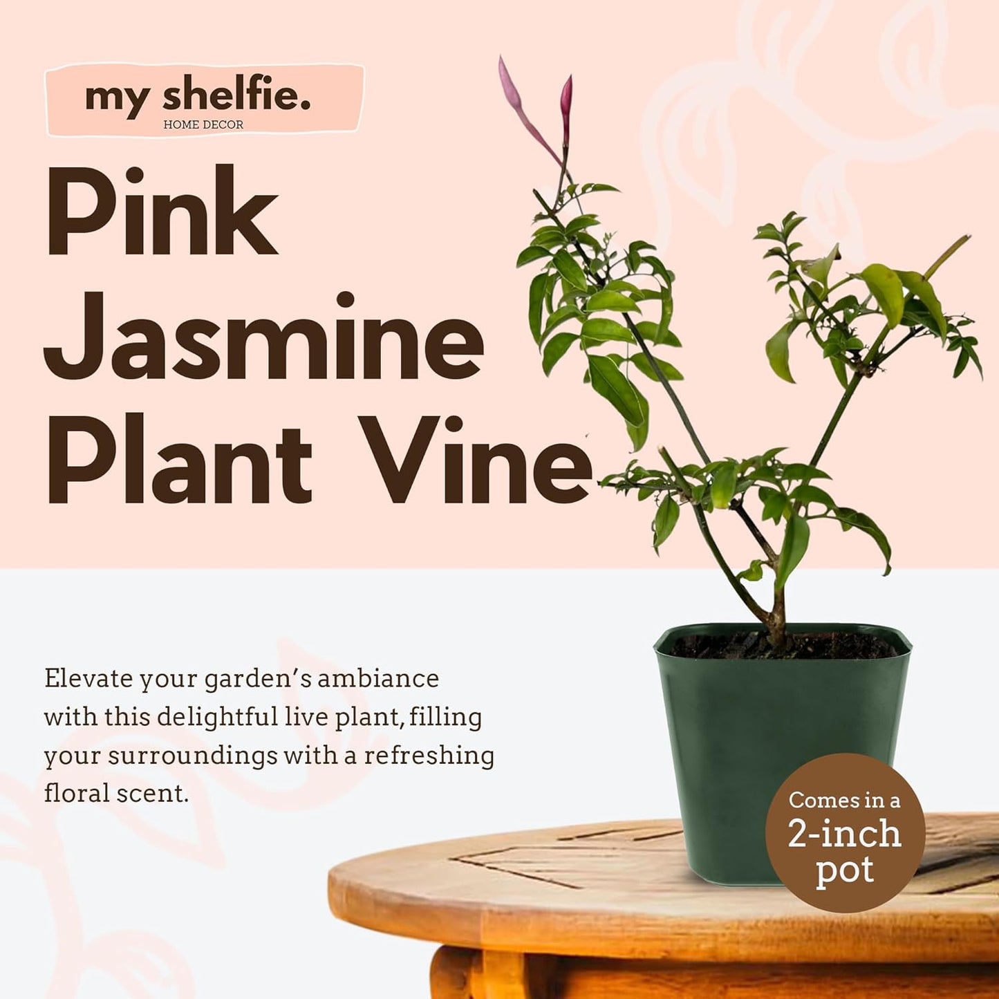 Generic Mini Pink Jasmine Vine, Fragrant and Live Houseplant, 2 Inch Pot, Jasminum Polyanthum (1) Just pruned