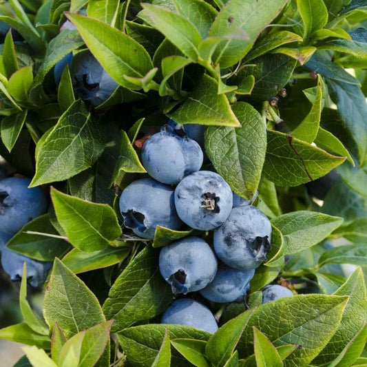 GURNEY'S - Tophat Dwarf Patio Blueberry Bush, Fruit Bearing Starter Plant, Grown in a 4 inch Pot - Due to restrictions Can't Ship to: CA, GA, MI, OR, or WA