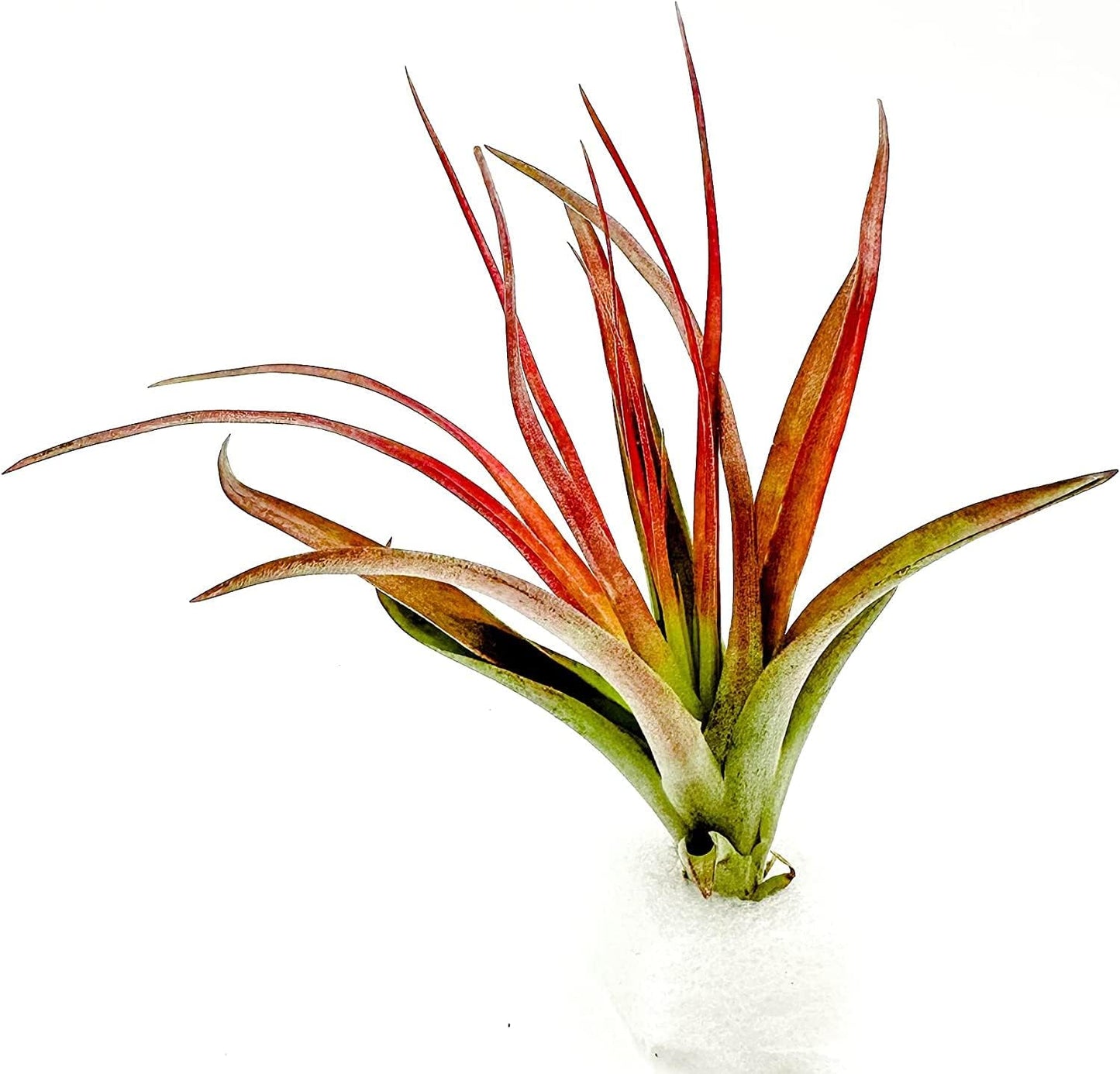 Air Plants - Tillandsia Brachycaulos Abdita, Large 4-6" - 2 ct - Live Arrival Guaranteed - House Plants for Home Decor & Gift