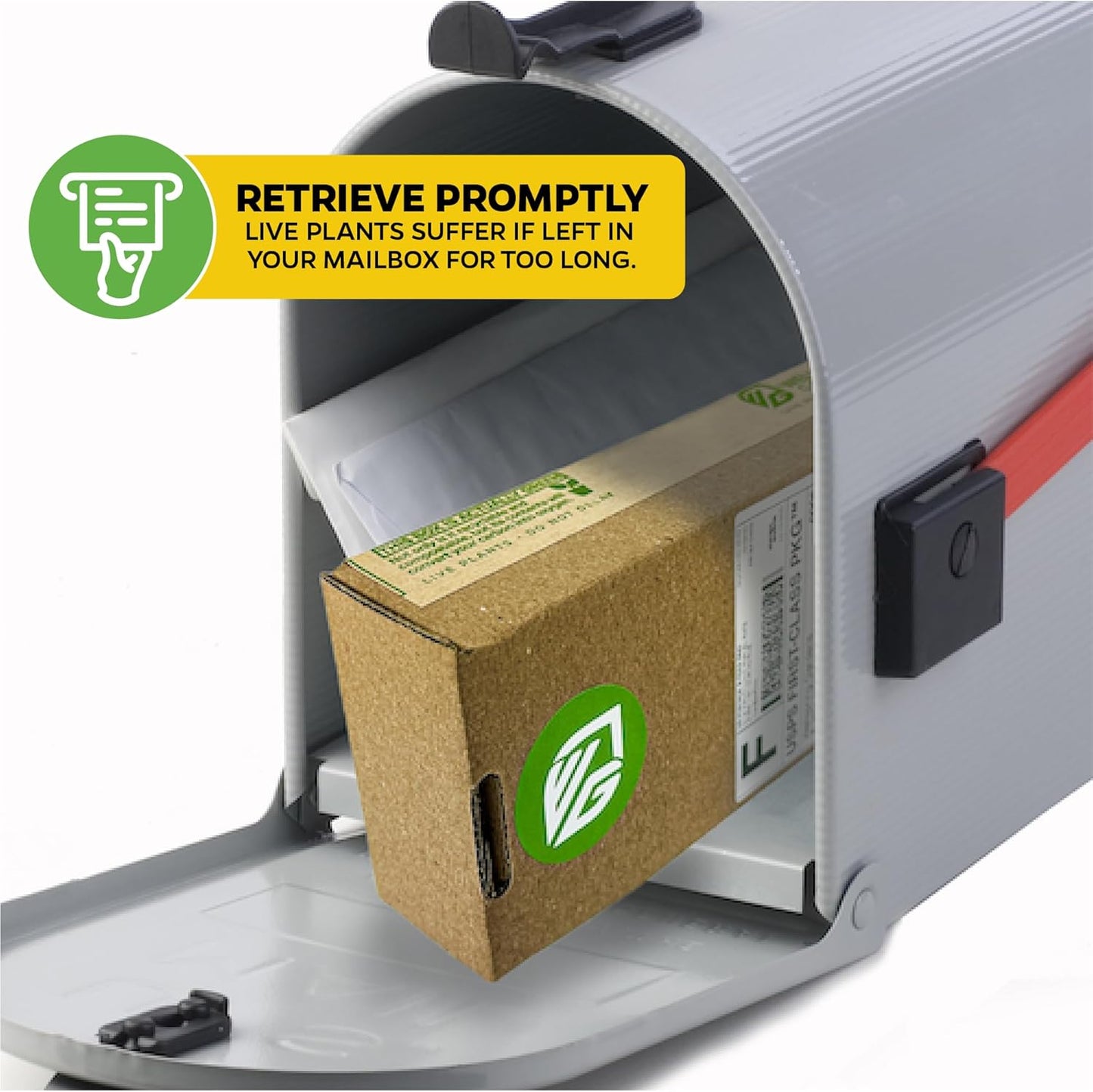 Brown Turkey Fig - Ficus carica by Wellspring Gardens - Sweet Bronze Fruit - Mediterranean Garden - Resilient Fruit Tree - Self-Pollinating Fig Tree - Ornamental Fruit Tree