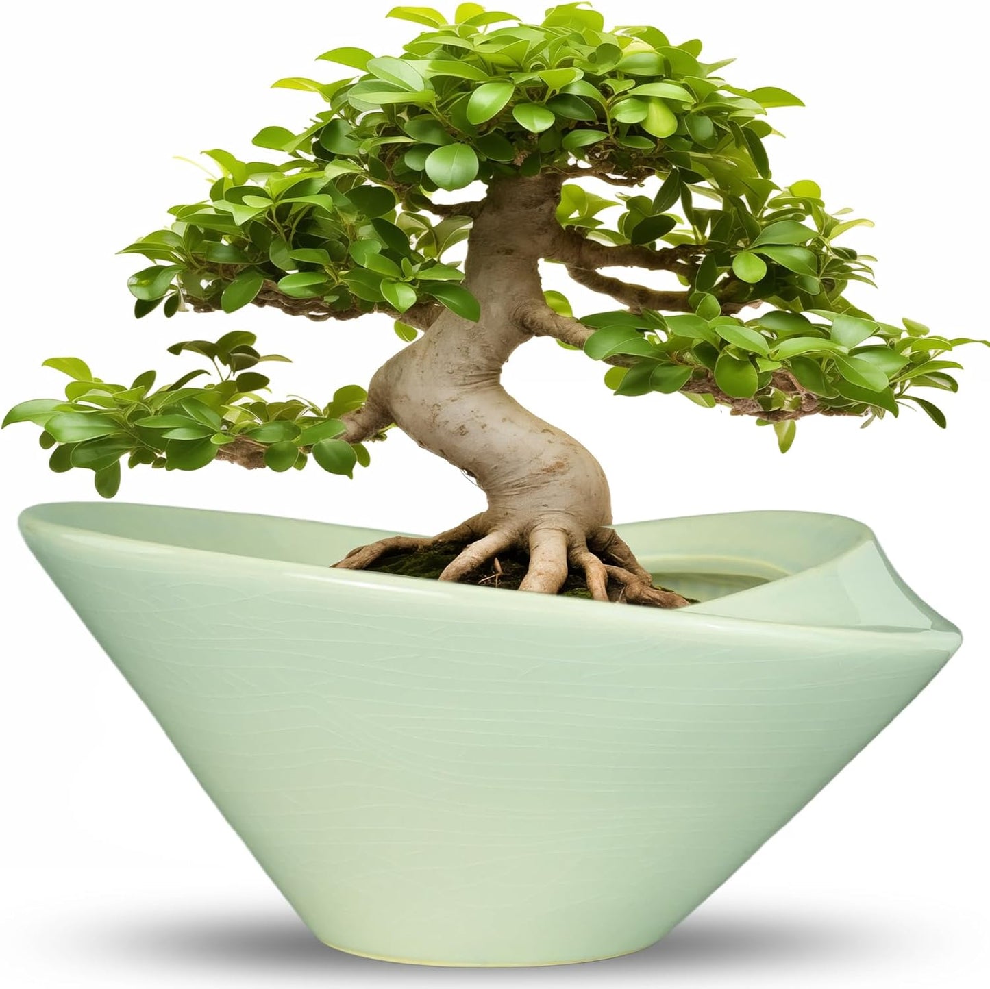 Ceramic Bonsai Pots - Large Succulent Planter 13 Inch Plant Pot Indoor Succulent Pot with Drainage Hole Outdoor Planter Bonsai Tree Pot for House Home Garden Office Decor Green