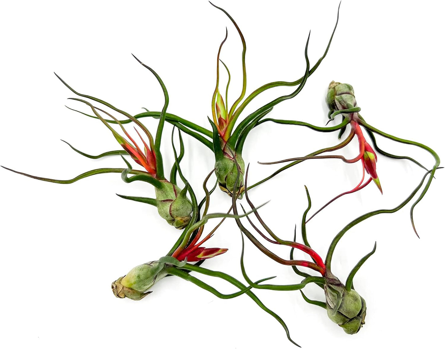 Air Plants - Flowering Tillandsia Bulbosa Guatemala, Large 3-5" - 5ct - Live Arrival Guaranteed - House Plants for Home Decor & Gift
