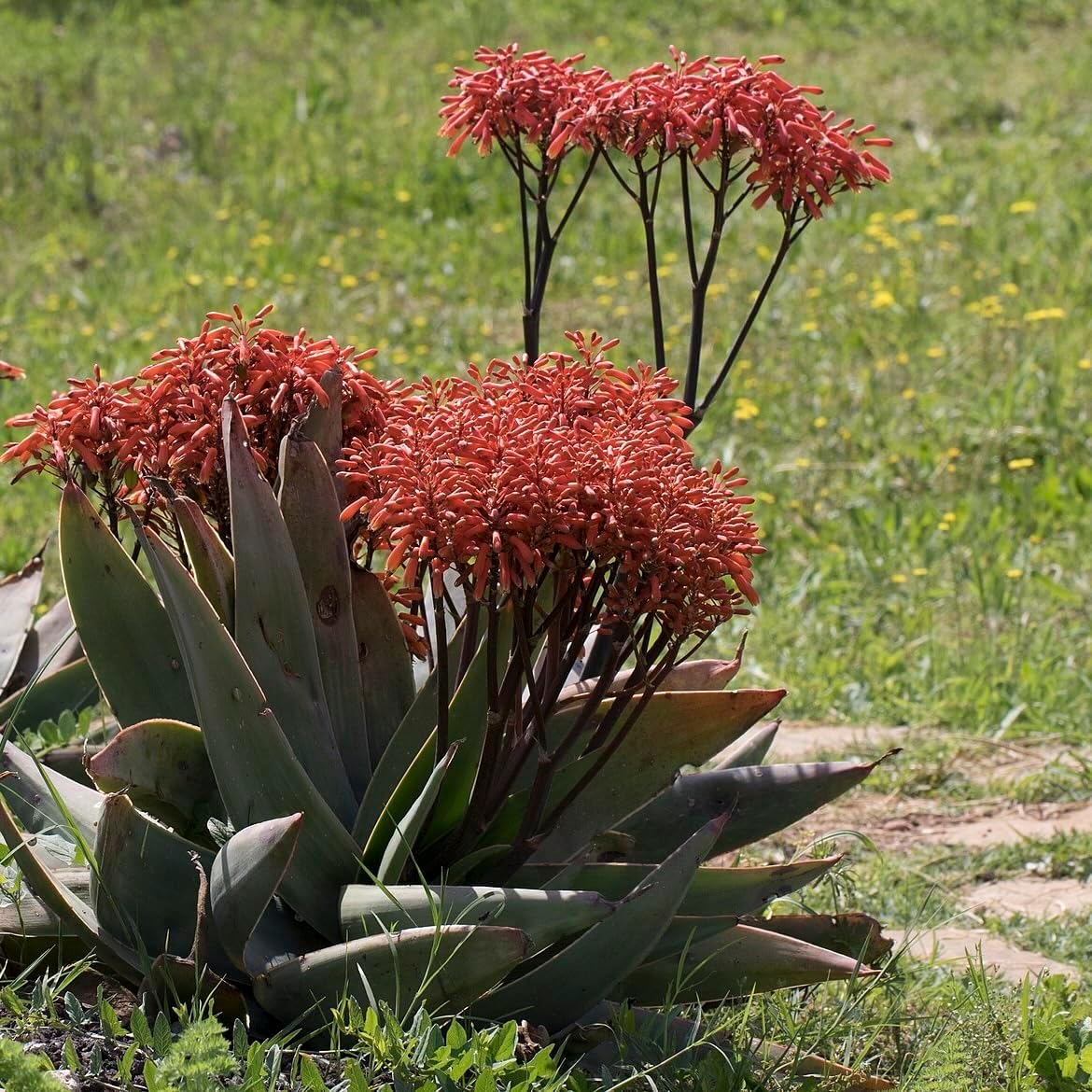 Coral Aloe Plants (Aloe striata) - Live Succulent with Striking Pink Edges and Smooth, Flat Leaves for Indoor/Outdoor Gardening (4 Coral Aloe Cups)