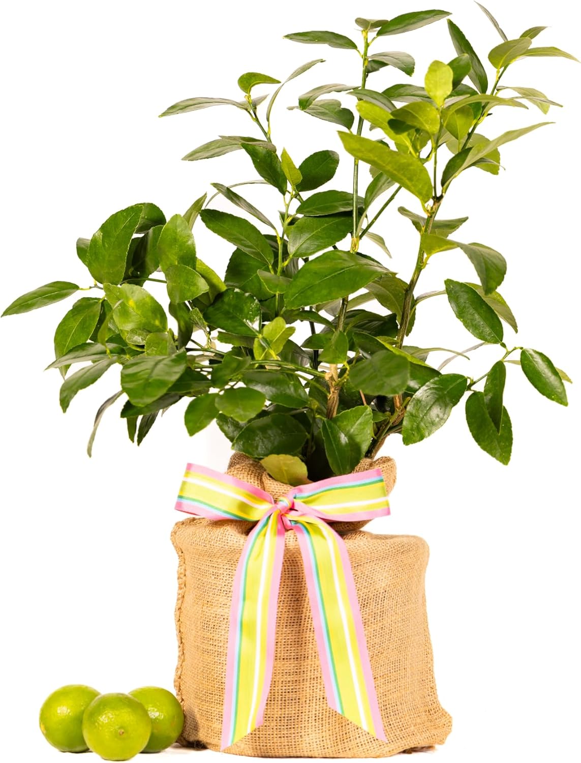Birthday Live Persian Lime Tree Gift, Dwarf Citrus Tree, Easy to Grow, Indoor/Outdoor, Unique Birthday Present, by The Magnolia Company, Can't Ship to CA, AL, AZ, LA, TX