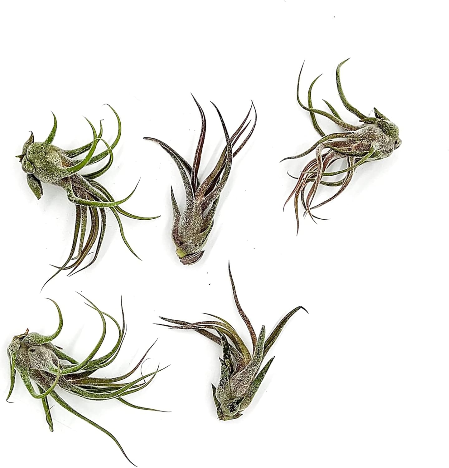 Air Plants - Tillandsia Pruinosa, Large 3-5" - 5ct - Live Arrival Guaranteed - House Plants for Home Decor & Gift