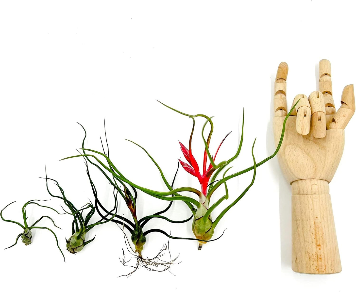 Air Plants - Flowering Tillandsia Bulbosa Belize, Giant 7-9" - 2ct - Live Arrival Guaranteed - House Plants for Home Decor & Gift